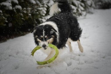 Enerji Sınırı Collie karlı arka bahçede koşuyor, kuyruğunu kıstırıyor ve neşeli bir ruh hali içinde..