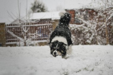Enerji Sınırı Collie karlı arka bahçede koşuyor, kuyruğunu kıstırıyor ve neşeli bir ruh hali içinde..