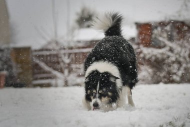 Enerji Sınırı Collie karlı arka bahçede koşuyor, kuyruğunu kıstırıyor ve neşeli bir ruh hali içinde..
