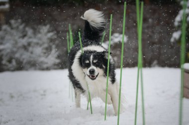 Enerji Sınırı Collie karlı arka bahçede koşuyor, kuyruğunu kıstırıyor ve neşeli bir ruh hali içinde..