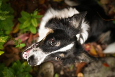Renkli sonbahar yaprakları arasında poz veren güzel Sınır Collie köpeği. Kırmızı ve turuncu yapraklarla çevrili parlak gözlü akıllı çoban köpeği kameraya bakıyor..