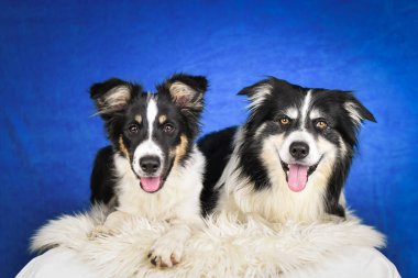 Stüdyoda birlikte poz veren iki mutlu Border Collie köpeği. İki neşeli Border Collie köpeğinin yan yana tüylü bir halıya uzanmış, dilleri dışarıda kameraya bakarken portresi. Mavi stüdyoyla çekim