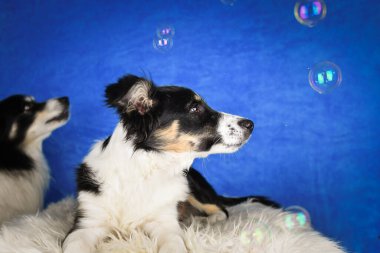 Neşeli genç bir Border Collie renkli sabun köpükleri etrafta süzülürken parlak mavi bir zemin üzerinde pofuduk bir yüzey üzerinde yatıyor. Köpek meraklı ve rahat görünüyor, neşeli ve kaprisli bir stu oluşturuyor.