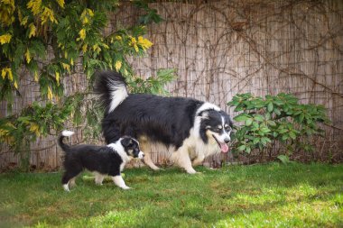 Şirin bir Border Collie köpeği bahçede yetişkin bir Collie 'nin yanında yürüyor. Her iki köpek de aynı siyah beyaz işaretleri paylaşıyor, tatlı bir aile anını yakalıyorlar. Doğal yeşillik ve ahşap çit arka planı sıcak ve eğlenceli bir açık hava sahnesi yaratır..