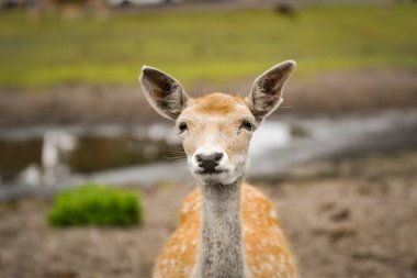 A close portrait of a fallow deer looking directly at the camera. Its expressive eyes and gentle face give the photo a friendly and curious feel.