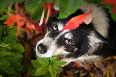 Renkli sonbahar yaprakları arasında poz veren güzel Sınır Collie köpeği. Kırmızı ve turuncu yapraklarla çevrili parlak gözlü akıllı çoban köpeği kameraya bakıyor..