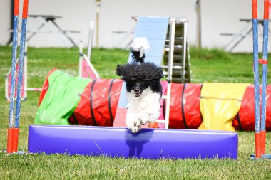 Küçük bir köpek uzun bir çevikliğin üzerinden atlarken havada yakalanır. Kulakları kaldırılmış, odaklanmış ifade ve ön pençeleri ileri doğru açılmış.