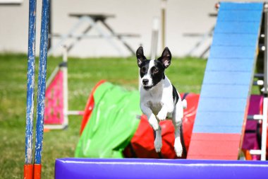 Küçük bir köpek uzun bir çevikliğin üzerinden atlarken havada yakalanır. Kulakları kaldırılmış, odaklanmış ifade ve ön pençeleri ileri doğru açılmış.