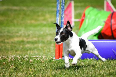 Küçük bir köpek uzun bir çevikliğin üzerinden atlarken havada yakalanır. Kulakları kaldırılmış, odaklanmış ifade ve ön pençeleri ileri doğru açılmış.