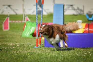 Küçük bir köpek uzun bir çevikliğin üzerinden atlarken havada yakalanır. Kulakları kaldırılmış, odaklanmış ifade ve ön pençeleri ileri doğru açılmış.