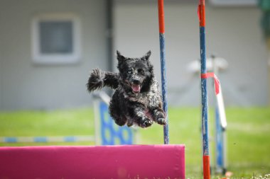 Küçük bir köpek uzun bir çevikliğin üzerinden atlarken havada yakalanır. Kulakları kaldırılmış, odaklanmış ifade ve ön pençeleri ileri doğru açılmış.