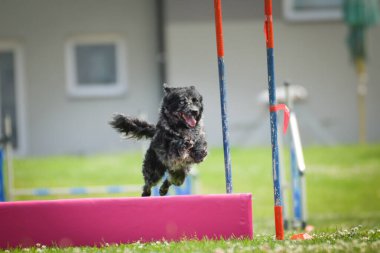 Küçük bir köpek uzun bir çevikliğin üzerinden atlarken havada yakalanır. Kulakları kaldırılmış, odaklanmış ifade ve ön pençeleri ileri doğru açılmış.