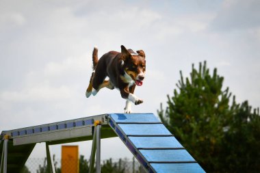 Köpek çeviklik dengesi demetinde koşuyor. Çeviklik konusunda inanılmaz bir köpek..