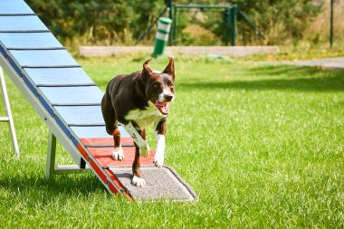 Köpek çeviklik dengesi demetinde koşuyor. Çeviklik konusunda inanılmaz bir köpek..