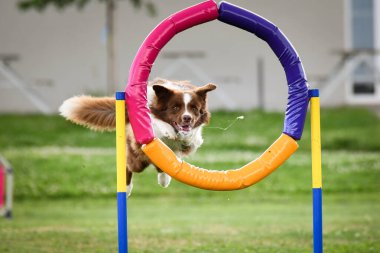 Köpekler açık hava eğitimi sırasında renkli bir çemberin içinden atlayarak çeviklik sergiliyorlar. Güneşli bir günde hız, odaklanma ve coşku gösteren enerjik köpek sporcuları.