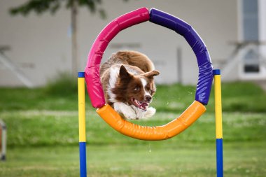 Köpekler açık hava eğitimi sırasında renkli bir çemberin içinden atlayarak çeviklik sergiliyorlar. Güneşli bir günde hız, odaklanma ve coşku gösteren enerjik köpek sporcuları.