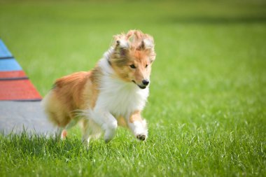 A playful dog runs energetically across an agility field, captured mid-stride with clear excitement. Its tail is up, and ears perked, showing enthusiasm and joy during training or competition.