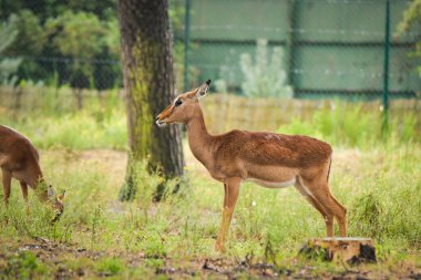 A female antelope stands calmly in a grassy area, alert and observing her surroundings. Her slender posture blends naturally with the soft green background.