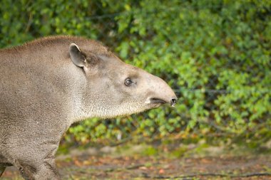 Güney Amerika tapiri ağaç dallarına uzanıyor, yan profil.