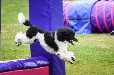 Bir yarışma sırasında bir engelin üzerinden atlayan çevik köpek. Çimenli bir alanda aktif köpek eğitimi, köpek sporlarında odaklanmış ve enerjik performans.