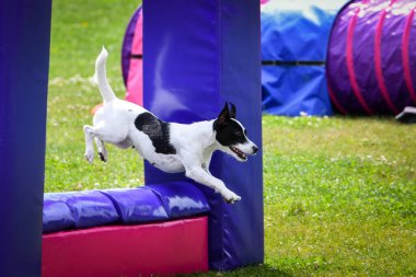 Bir yarışma sırasında bir engelin üzerinden atlayan çevik köpek. Çimenli bir alanda aktif köpek eğitimi, köpek sporlarında odaklanmış ve enerjik performans.