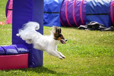 Bir yarışma sırasında bir engelin üzerinden atlayan çevik köpek. Çimenli bir alanda aktif köpek eğitimi, köpek sporlarında odaklanmış ve enerjik performans.
