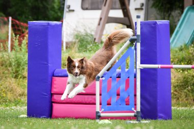 Bir yarışma sırasında bir engelin üzerinden atlayan çevik köpek. Çimenli bir alanda aktif köpek eğitimi, köpek sporlarında odaklanmış ve enerjik performans.