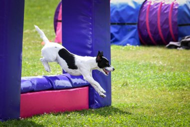 Bir yarışma sırasında bir engelin üzerinden atlayan çevik köpek. Çimenli bir alanda aktif köpek eğitimi, köpek sporlarında odaklanmış ve enerjik performans.