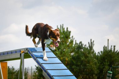 Köpek çeviklik dengesi demetinde koşuyor. Çeviklik konusunda inanılmaz bir köpek..