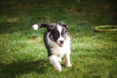 Sevimli Border Collie köpek yavrusu dinleniyor ve gün ışığında ahşap bir terasta oynuyor. Meraklı genç köpek sakince uzanıyor, bir oyuncağı çiğniyor ve çevresini gözlemliyor..