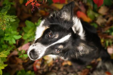 Renkli sonbahar yaprakları arasında poz veren güzel Sınır Collie köpeği. Kırmızı ve turuncu yapraklarla çevrili parlak gözlü akıllı çoban köpeği kameraya bakıyor..