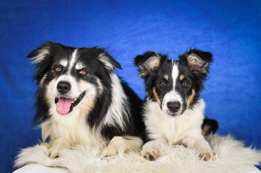 Şirin Border Collie yavrusu stüdyoda yumuşak halıda yatıyor. Sevimli Border Collie köpeği mavi bir stüdyo arka planında beyaz bir halının üzerinde yatıyor. Genç köpek doğrudan kameraya bakıyor..