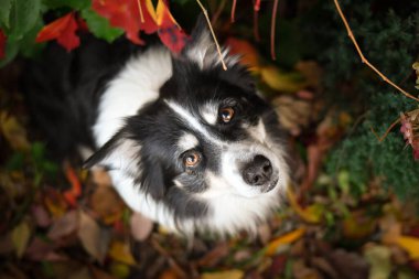 Renkli sonbahar yaprakları arasında poz veren güzel Sınır Collie köpeği. Kırmızı ve turuncu yapraklarla çevrili parlak gözlü akıllı çoban köpeği kameraya bakıyor..