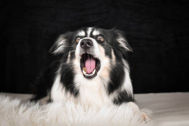 Collie Sınırı bir halının üzerinde uzanmış, bir yandan seyrederken bir yandan da ödül yakalıyor..