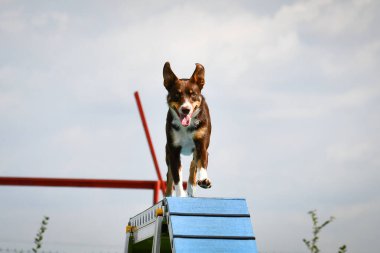 Köpek çeviklik dengesi demetinde koşuyor. Çeviklik konusunda inanılmaz bir köpek..