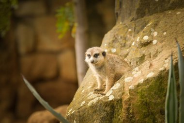 Şirin mirket, bir kayanın üzerinde oturmuş hayvanat bahçesindeki kameraya bakıyor. Yumuşak arka planı ve kopyalama alanı olan küçük Afrika memelilerinin vahşi yaşam portresi.