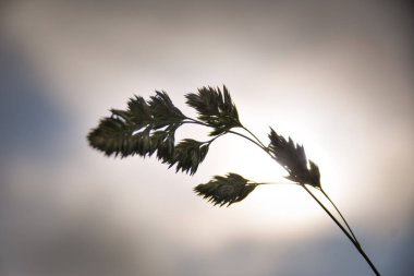 Tek buğday kulaklı, parlak bir gökyüzüne karşı siluet, güneş tarafından nazikçe aydınlatılmış, tarımı, hasatı ve doğanın basitliğini sembolize ediyor..