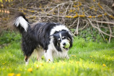 Siyah ve beyaz Border Collie yeşil çimlerde duruyor ve güneşli bir günde ağzında bir tenis topu tutuyor. Aktif köpek bahar doğasında dışarıda oyun oynamaktan hoşlanıyor..