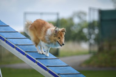 Köpek çeviklik dengesi demetinde koşuyor. Çeviklik konusunda inanılmaz bir köpek..