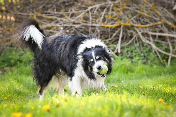 Siyah ve beyaz Border Collie yeşil çimlerde duruyor ve güneşli bir günde ağzında bir tenis topu tutuyor. Aktif köpek bahar doğasında dışarıda oyun oynamaktan hoşlanıyor..