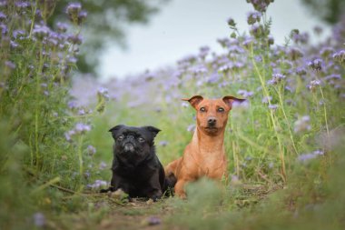 Mor çiçeklerin açtığı yolda birlikte oturan iki küçük köpek dikkatle yukarı bakıyor. Doğadaki dostluk ve arkadaşlık kavramı..