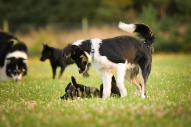 İki köpek açık hava oyun seansı sırasında çimenli bir çayırda enerjik bir şekilde kavga eder ve etkileşime geçerler. Dinamik an, sıcak günbatımı ışığında doğal köpek davranışlarını, heyecanını ve sosyal oyunlarını yakalıyor..
