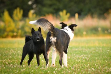 İki köpek açık hava oyun seansı sırasında çimenli bir çayırda enerjik bir şekilde kavga eder ve etkileşime geçerler. Dinamik an, sıcak günbatımı ışığında doğal köpek davranışlarını, heyecanını ve sosyal oyunlarını yakalıyor..