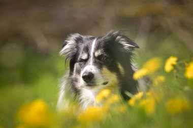 Sarı çiçeklerle dolu bir çayırda yatan bir Border Collie 'nin yakın plan portresi. Baharda sakin ve zeki bir köpek dışarıda dinleniyor..