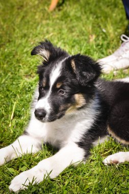 Küçük Border Collie yavrusu yeşil çimlerde uzanıyor ve uzaklığa bakıyor. Sevimli genç köpek dışarıda dinleniyor..