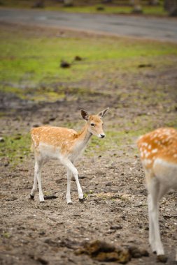 Arka planda bulanık diğer geyiklerle çamurlu zemin üzerinde duran genç, yere düşen geyik. Vahşi doğadaki genç geyik..