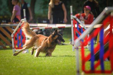 Köpek engellerin üzerinden atlıyor. Czech çeviklik yarışmasında harika bir gün..