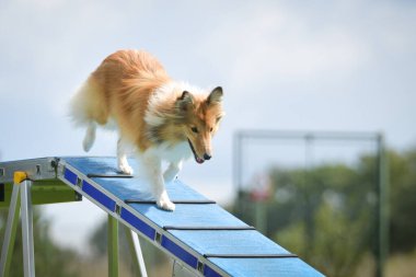Köpek çeviklik dengesi demetinde koşuyor. Çeviklik konusunda inanılmaz bir köpek..