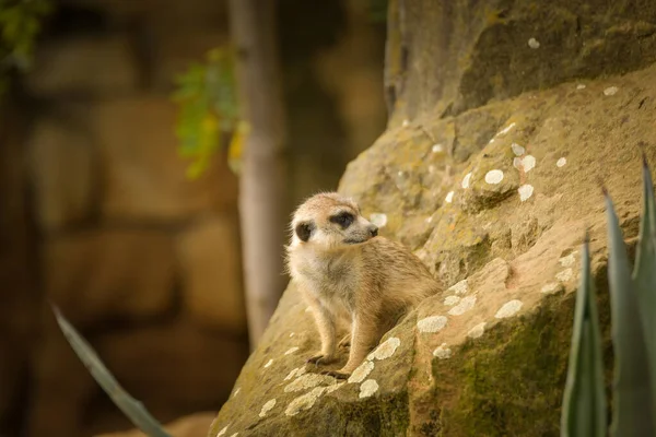 Şirin mirket, bir kayanın üzerinde oturmuş hayvanat bahçesindeki kameraya bakıyor. Yumuşak arka planı ve kopyalama alanı olan küçük Afrika memelilerinin vahşi yaşam portresi.