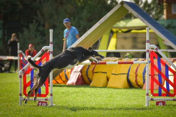 Köpek engellerin üzerinden atlıyor. Czech çeviklik yarışmasında harika bir gün..